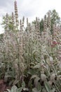 Flowers of plant Herb Lambs ear. Stachys Byzantine or stahis woolly. Royalty Free Stock Photo