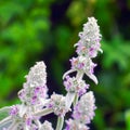 Flowers of plant Herb Lambs ear. Stachys Byzantine or stahis woolly Royalty Free Stock Photo