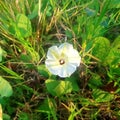 Flowers of the plant Ipomoea obscura or morning glory Royalty Free Stock Photo