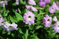 Flowers plant in a park or garden beautiful unique decorated