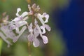 Flowers of the plant of a Plectranthus verticillatus Plectranthus nummularius