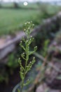 Flowers from a plant with the scientific name Canadian horseweed