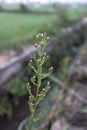 Flowers from a plant with the scientific name Canadian horseweed