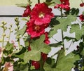 Red flowers mallow on a green background in the garden. Summer sunny day.