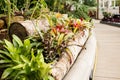 Flowers Planted in Log, Flower Bed