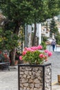 Flowers in a plantpot Royalty Free Stock Photo