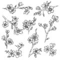 Flowers and plants collection, monochrome floral design elements hand drawn vector Illustrations