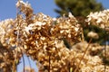 Flowers plants dried hydrangea Royalty Free Stock Photo