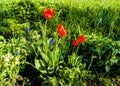 Flowers and plants - five red tulips among other flowers on the lawn