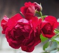 The Park red rose Royalty Free Stock Photo