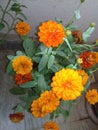 flowers plants Flower is Orange as well as yellow Royalty Free Stock Photo