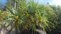 Flowers and Plants - The fruit of Pandanas palms discovered in the parklands of Rainbow Bay Beach Qld Australia