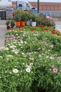 Flowers and plants at garden center sitting outside with semi truck unloading in backgound and piles of bags of dirt and Royalty Free Stock Photo