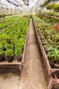 Flowers and plants in green houes