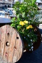 Flowers and Plants, Fortezza Vecchia, Livorno, Tuscany, Italy