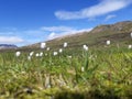 Scheuchzer`s cottongrass, or white cottongrass, Eriophorum scheuchzeri in a Icelandic landscape