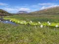 Scheuchzer`s cottongrass, or white cottongrass, Eriophorum scheuchzeri in a Icelandic landscape