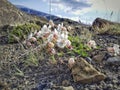 Silene uniflora, commonly known as sea campion, part of the pink family Caryophyllaceae