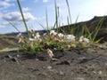 Silene uniflora, commonly known as sea campion, part of the pink family Caryophyllaceae Royalty Free Stock Photo