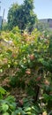 Flowers plants leaf autumn pink white