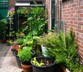 Flowers and plants planting in a urban garden with a small greenhouse full with new own grown vegetables. Nice green natural garde