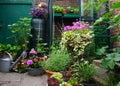 Flowers and plants planting in a urban garden with a small greenhouse full with new own grown vegetables. Nice green natural garde Royalty Free Stock Photo