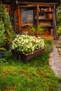 Flowers and plants in a pot with small path