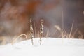 Flowers and plants are submerged in snow. Royalty Free Stock Photo