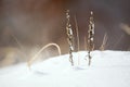 Flowers and plants are submerged in snow. Royalty Free Stock Photo