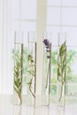 Flowers and plants in test tubes Royalty Free Stock Photo