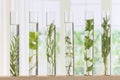 Flowers and plants in test tubes Royalty Free Stock Photo