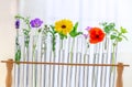 Flowers and plants in test tubes on white background. The concept of biological research Royalty Free Stock Photo