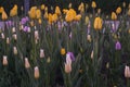 flowers plants tulips colorful flower bed spring yellow purple green pattern texture landscape Royalty Free Stock Photo