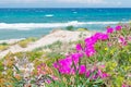 Flowers in Platamona Royalty Free Stock Photo