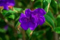 Flowers of Pleroma urvilleanum Royalty Free Stock Photo