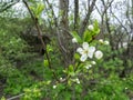 Flowers on the plum. The first flowers on fruit trees. Flowering of the plum tree in the spring. Spring flowering of Royalty Free Stock Photo