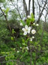 Flowers on the plum. Flowering of the plum tree in the spring. Spring flowering of fruit trees. The first flowers on Royalty Free Stock Photo