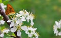 Flowers plum tree with orange butterflies in spring time in garden on natural green background blur Royalty Free Stock Photo