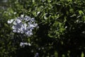 Flowers of the Plumbago auriculata, cape leadwort or blue plumbago Royalty Free Stock Photo