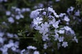Flowers of the Plumbago auriculata, cape leadwort or blue plumbago Royalty Free Stock Photo