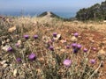 Flowers of plumeless thistle, rocky highlands and sea at the background Royalty Free Stock Photo