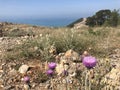 Flowers of plumeless thistle, rocky highlands and sea at the background Royalty Free Stock Photo