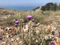 Flowers of plumeless thistle, rocky highlands and sea at the background Royalty Free Stock Photo