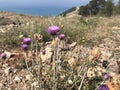 Flowers of plumeless thistle, rocky highlands and sea at the background Royalty Free Stock Photo