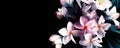 Flowers plumeria on black background copy space Royalty Free Stock Photo