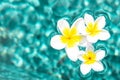 Flowers of plumeria in the turquoise water surface. Water fluctuations copy-space. Spa concept background