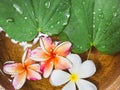 Flowers Plumeria Green leaves on water surface