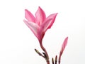 bloom and bud pink plumeria or frangipani (leelawadee) with flower stem isolated on white background Royalty Free Stock Photo