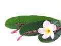 single blooming pink plumeria or frangipani (leelawadee) with red flower stem and bud on green leaves isolated on white Royalty Free Stock Photo