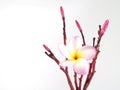 single blooming pink plumeria or frangipani (leelawadee) and bud with red flower stem isolated on white background Royalty Free Stock Photo